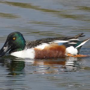 Red Shoveler