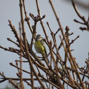 Blue Tit