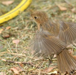 European Robin