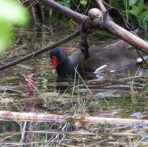 Common Moorhen