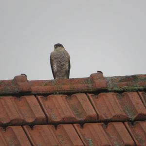 Eurasian Sparrowhawk