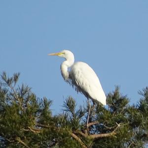 Great Egret