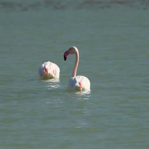 Greater Flamingo