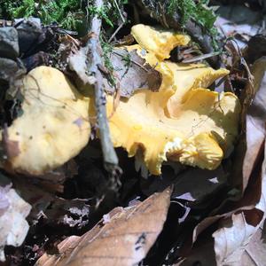 Chanterelle, Common