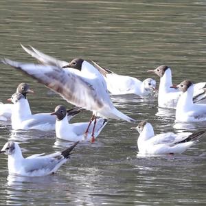 Black-headed Gull