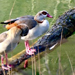 Egyptian Goose