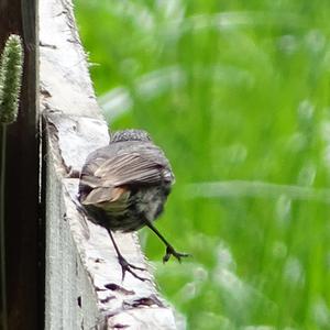 Black Redstart