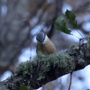 Wood Nuthatch