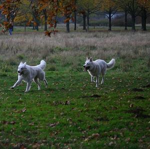 Berger Blanc Suisse