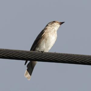 Spotted Flycatcher