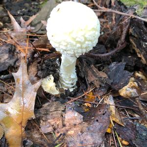 Destroying Angel