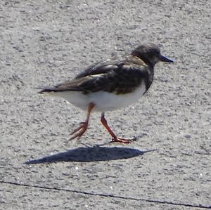 Common Sandpiper