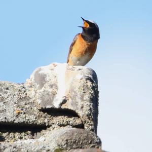 Common Redstart