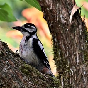 Great Spotted Woodpecker