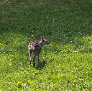 European Roe Deer