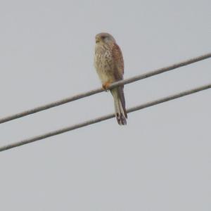 Common Kestrel