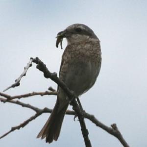 Red-backed Shrike