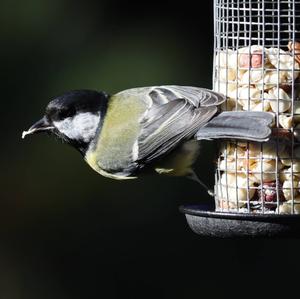 Great Tit