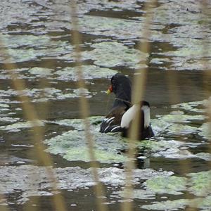 Common Moorhen