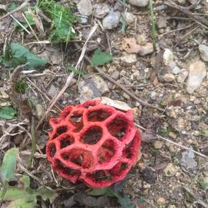 Red Cage Fungus