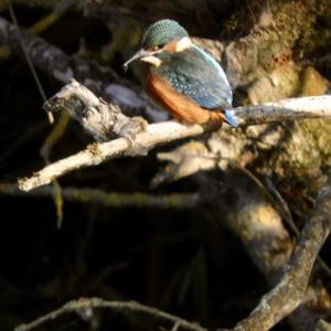 Common Kingfisher