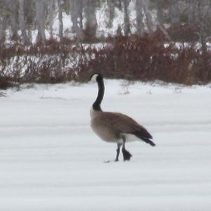 Canada Goose