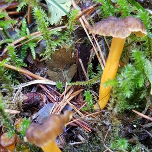 Trumpet Chanterelle