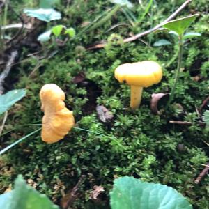 Chanterelle, Common