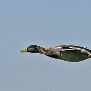 Mallard