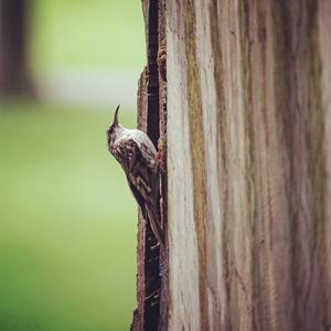 Eurasian Treecreeper