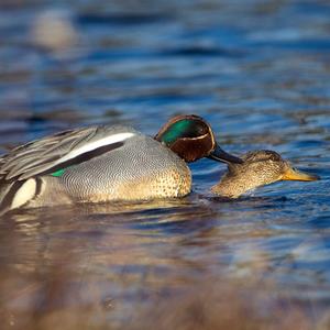 Common Teal