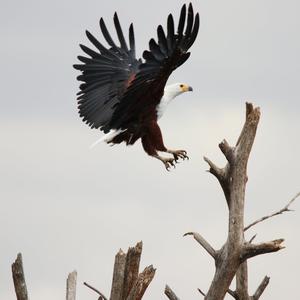 Schreiseeadler