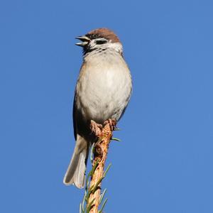 Eurasian Tree Sparrow