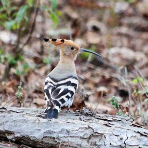 Eurasian Hoopoe