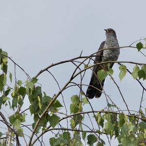 Common Cuckoo