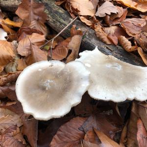 Cloudy Clitocybe