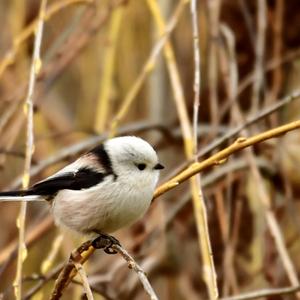 Long-tailed Tit