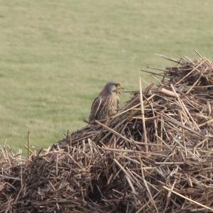 Common Kestrel