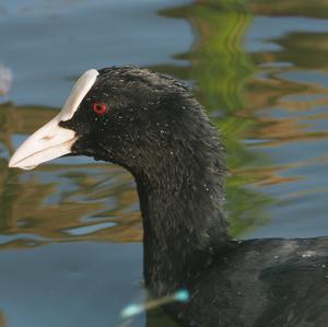 Bläßhuhn