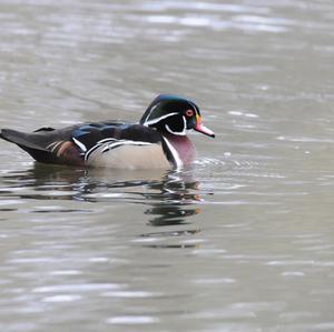 Wood Duck