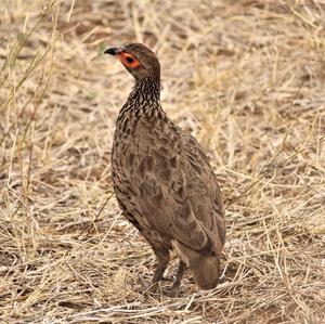 Swainson's Spurfowl