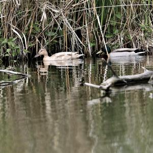 Mallard