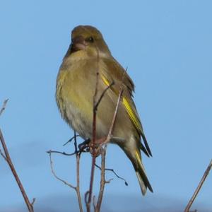 European Greenfinch