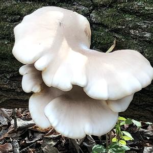 Oyster Mushroom