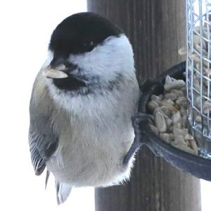 Willow Tit