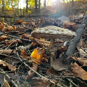 Parasol Mushroom