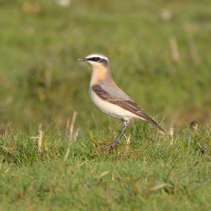 Northern Wheatear