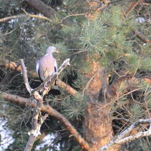 Common Wood-pigeon