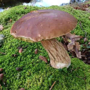 Summer Bolete