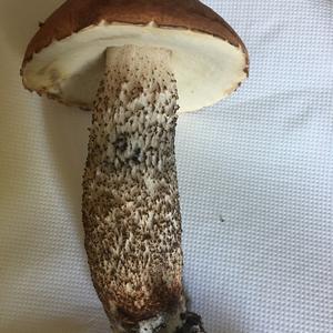 Unknown Species
